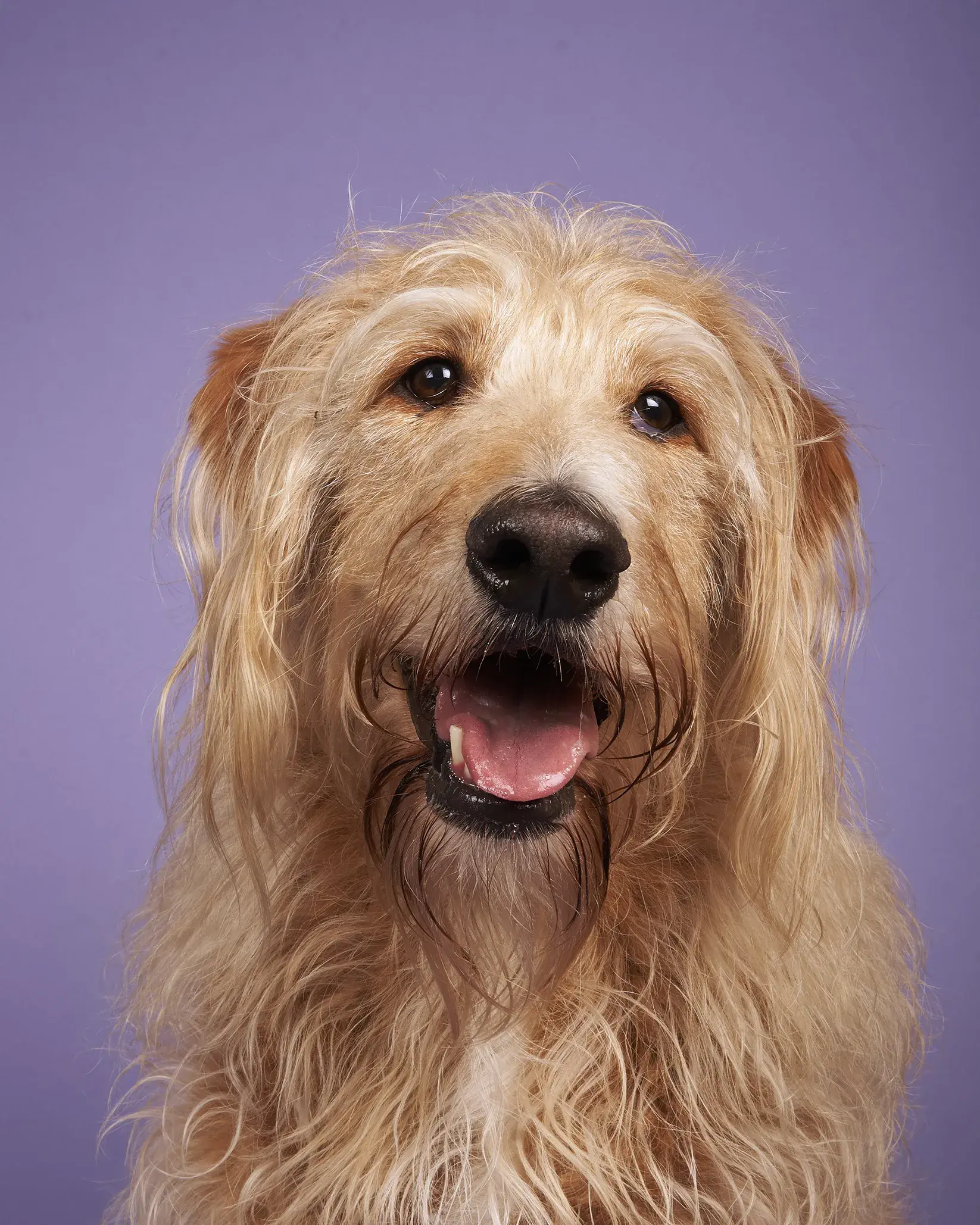 Percy, one of the two studio dogs at Whisk Digital